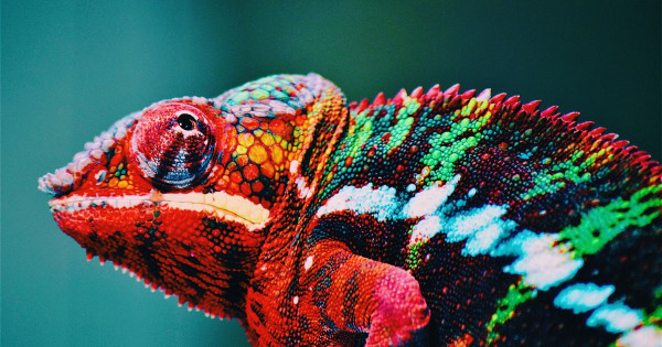 Úroveň adaptability a otevřenost vůči změně