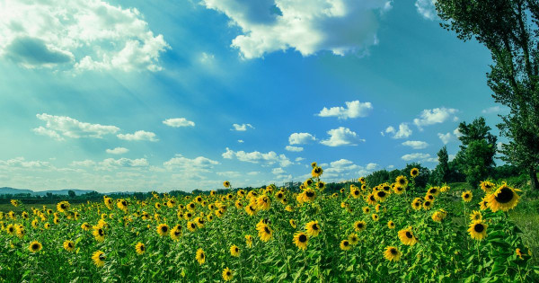 Skönheten av en sommardag gömd i imperfektion: Hur digital hjälp berikar våra upplevelser