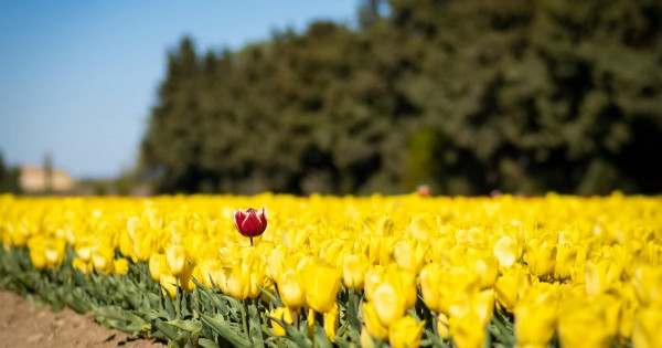 L'unicité qui n'a pas besoin d'être grande pour être importante