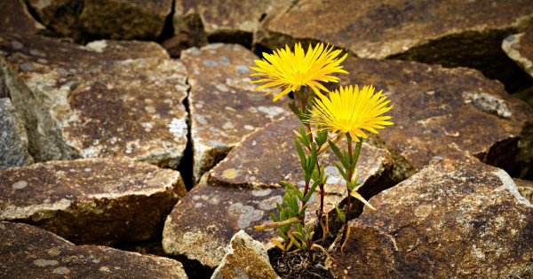 Capacité à s'adapter aux changements et à y croître