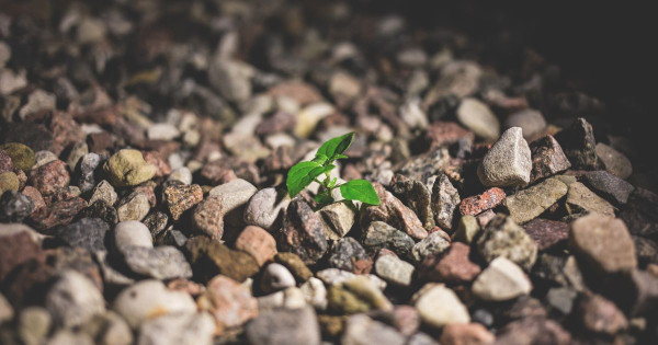 How Quality Sleep Supports Adaptation to Change